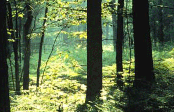 forest